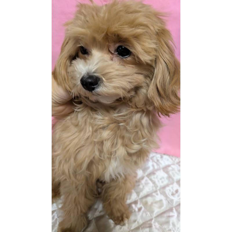 販売中の埼玉県のマルプー:マルチーズ×トイプードル-441811の15枚目