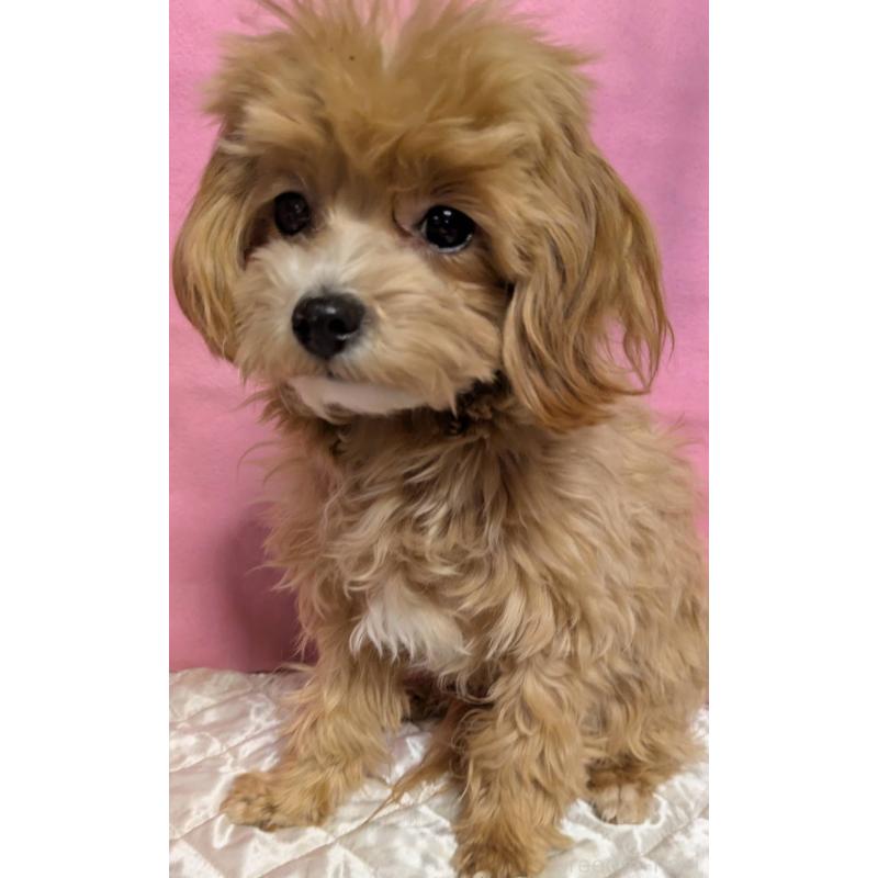 販売中の埼玉県のマルプー:マルチーズ×トイプードル-441811の14枚目