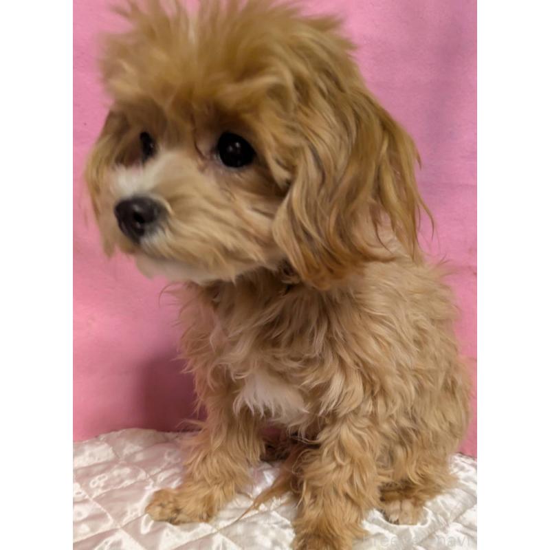 販売中の埼玉県のマルプー:マルチーズ×トイプードル-441811の13枚目