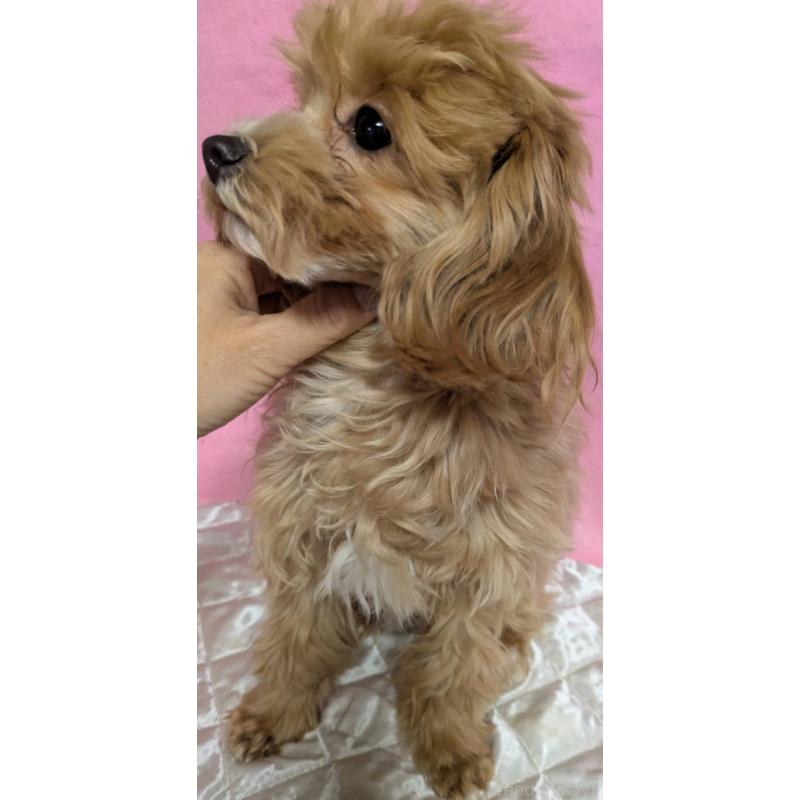 販売中の埼玉県のマルプー:マルチーズ×トイプードル-441811の11枚目