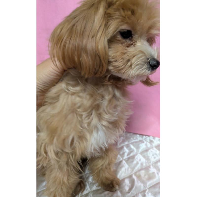 販売中の埼玉県のマルプー:マルチーズ×トイプードル-441811の10枚目