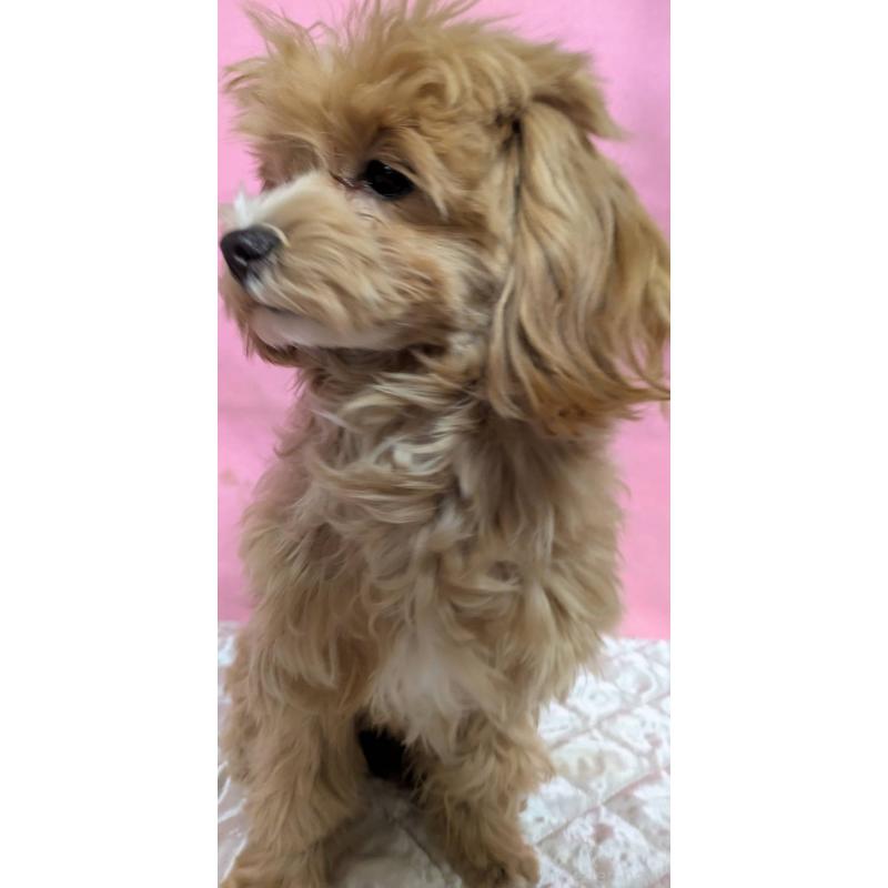 販売中の埼玉県のマルプー:マルチーズ×トイプードル-441811の9枚目