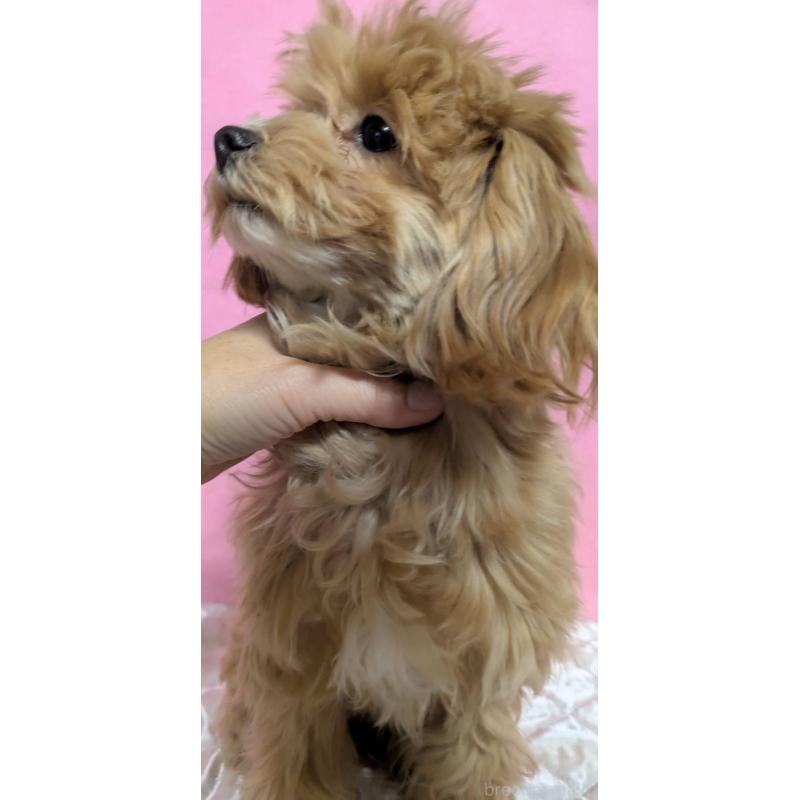 販売中の埼玉県のマルプー:マルチーズ×トイプードル-441811の8枚目