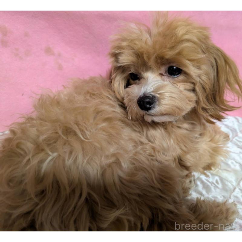 販売中の埼玉県のマルプー:マルチーズ×トイプードル-441811の6枚目