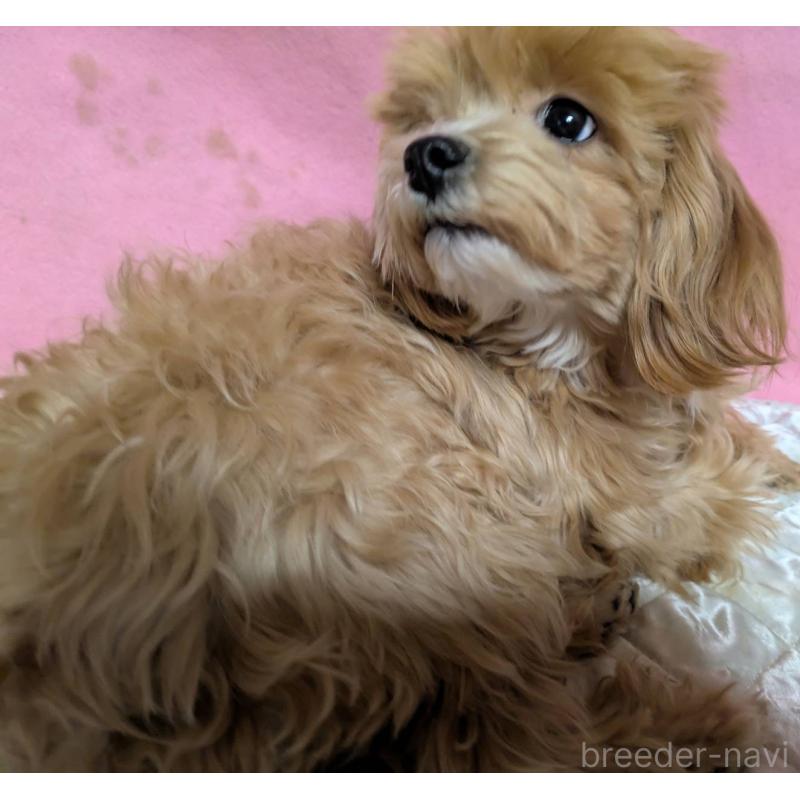 販売中の埼玉県のマルプー:マルチーズ×トイプードル-441811の1枚目