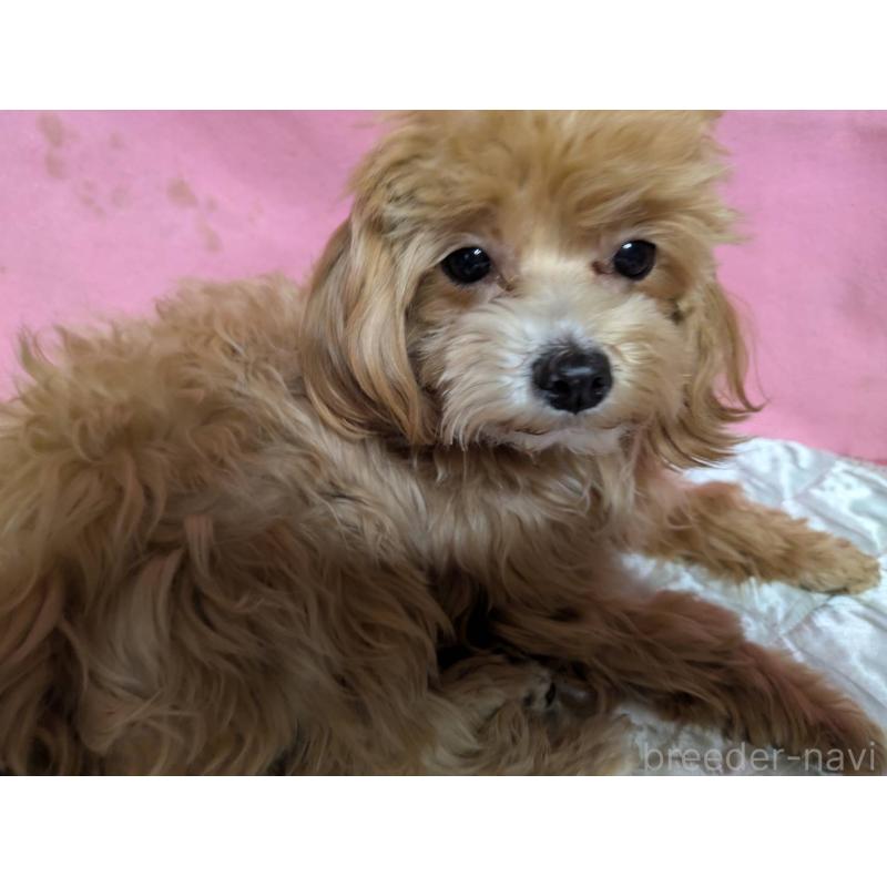 販売中の埼玉県のマルプー:マルチーズ×トイプードル-441811の5枚目