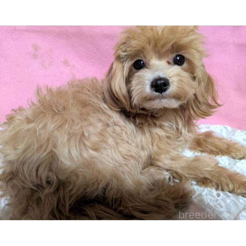 販売中の埼玉県のマルプー:マルチーズ×トイプードル-441811の4枚目