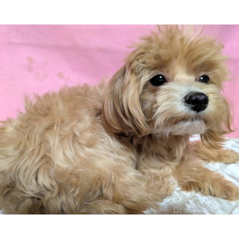 販売中の埼玉県のマルプー:マルチーズ×トイプードル-441811の3枚目