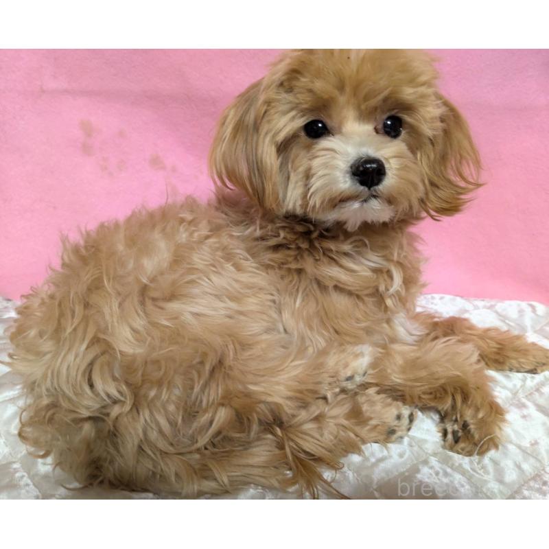 販売中の埼玉県のマルプー:マルチーズ×トイプードル-441811の2枚目