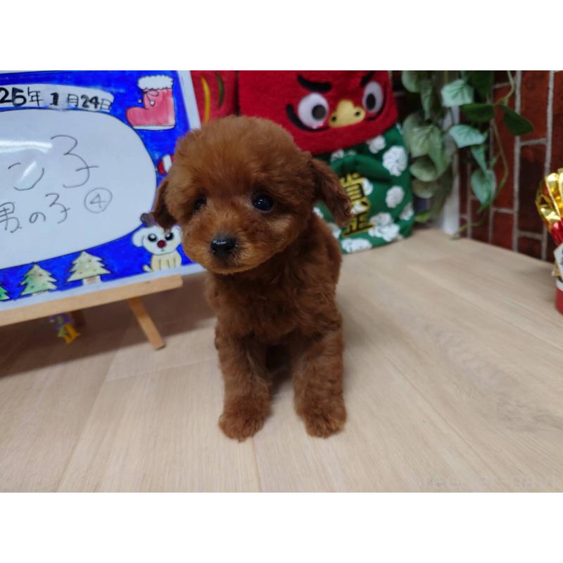 販売中の京都府のティーカッププードル-441810の8枚目