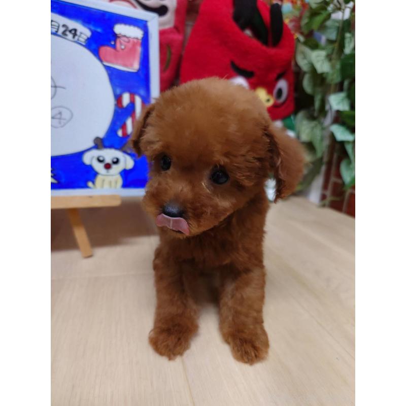 販売中の京都府のティーカッププードル-441810の7枚目