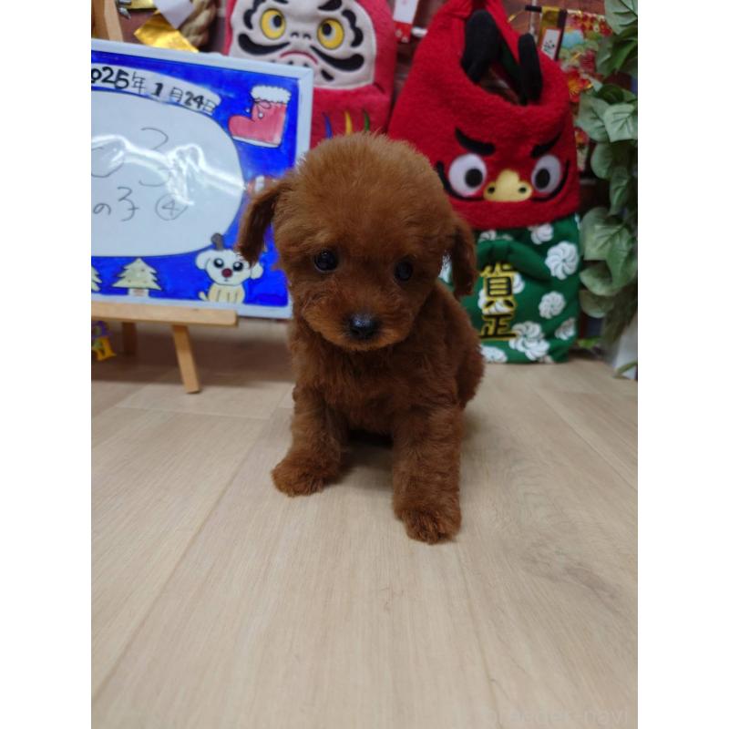 販売中の京都府のティーカッププードル-441810の6枚目