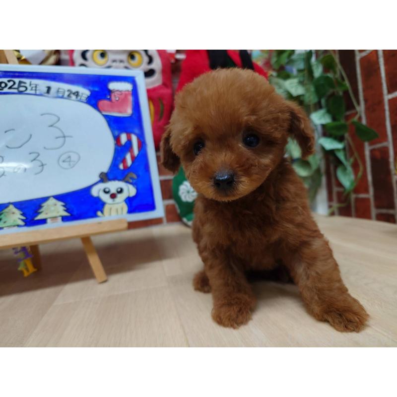 販売中の京都府のティーカッププードル-441810の5枚目