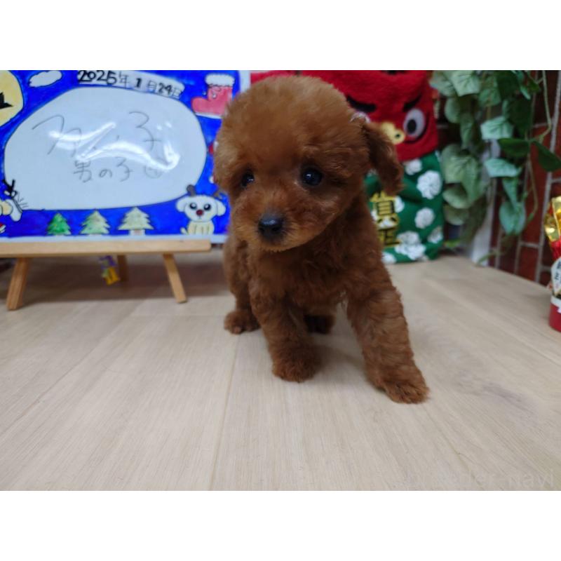 販売中の京都府のティーカッププードル-441810の4枚目
