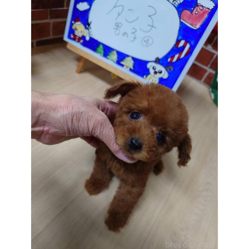 販売中の京都府のティーカッププードル-441810の3枚目