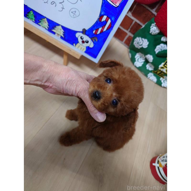 販売中の京都府のティーカッププードル-441810の2枚目