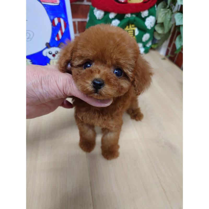 販売中の京都府のティーカッププードル-441812の9枚目