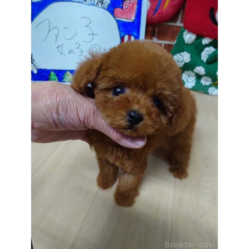 販売中の京都府のティーカッププードル-441812の8枚目