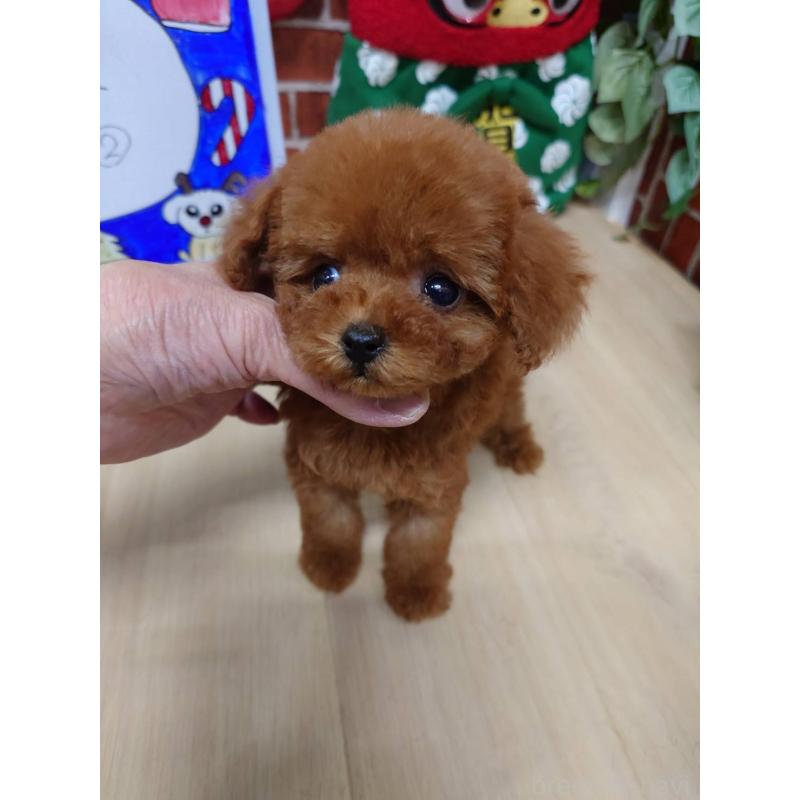 販売中の京都府のティーカッププードル-441812の7枚目