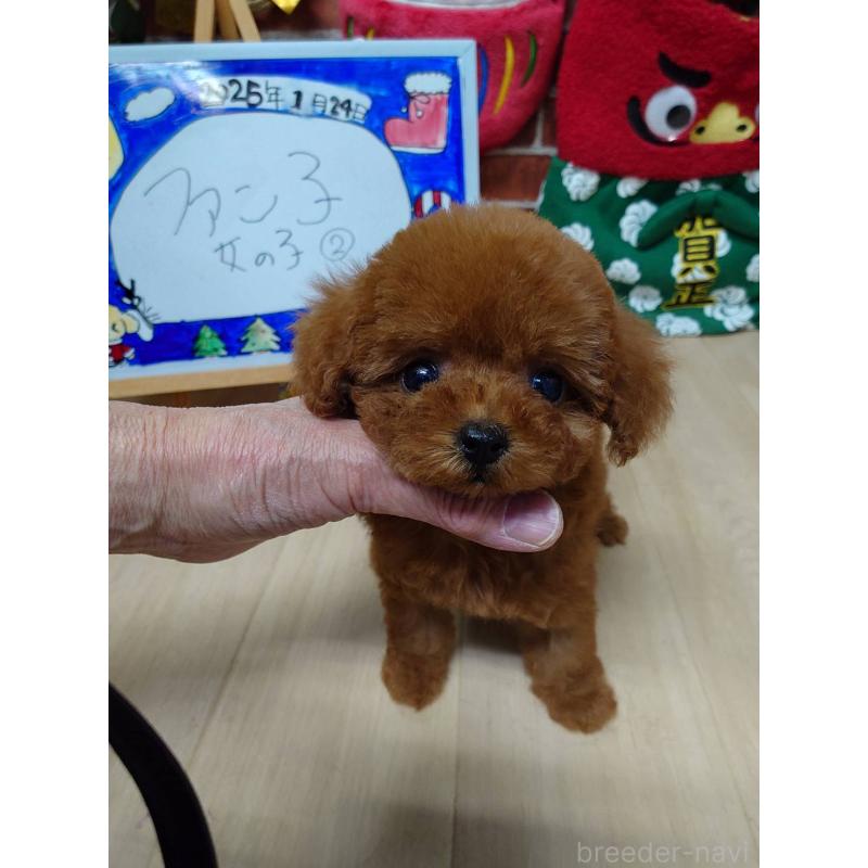 販売中の京都府のティーカッププードル-441812