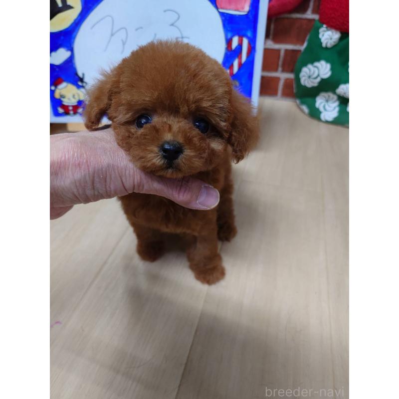 販売中の京都府のティーカッププードル-441812の5枚目