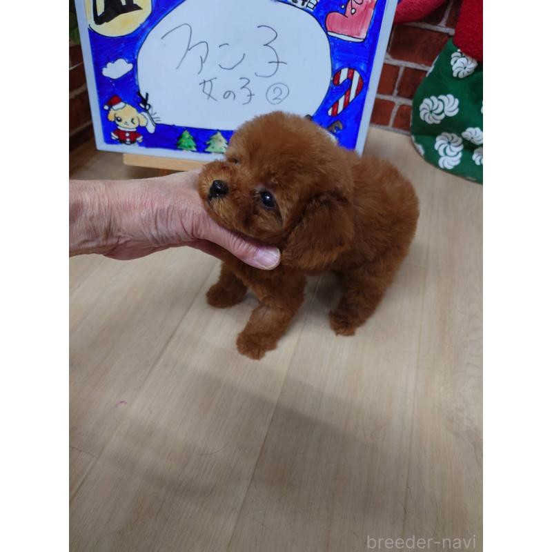 販売中の京都府のティーカッププードル-441812の4枚目