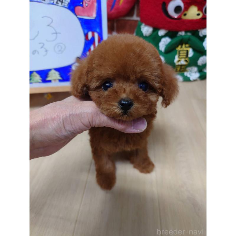 販売中の京都府のティーカッププードル-441812の3枚目