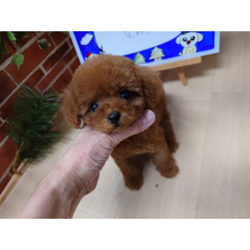 販売中の京都府のティーカッププードル-441812の2枚目