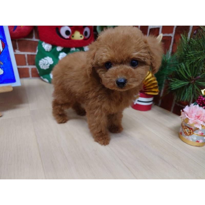 販売中の京都府のティーカッププードル-441813