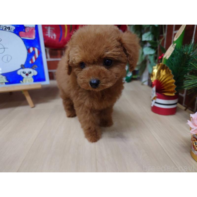 販売中の京都府のティーカッププードル-441813の9枚目