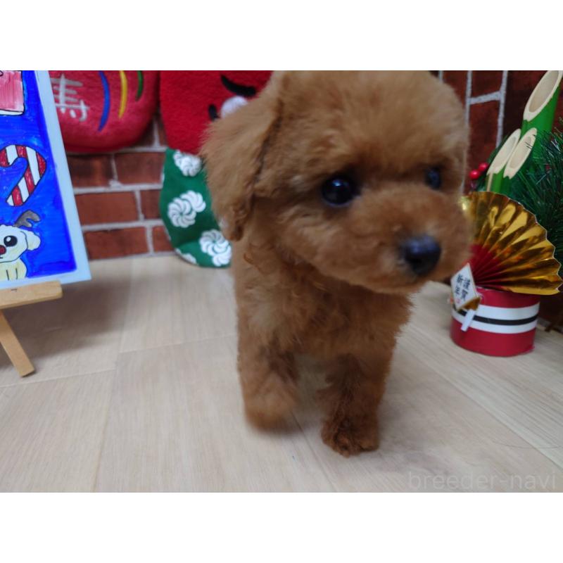 販売中の京都府のティーカッププードル-441813の7枚目