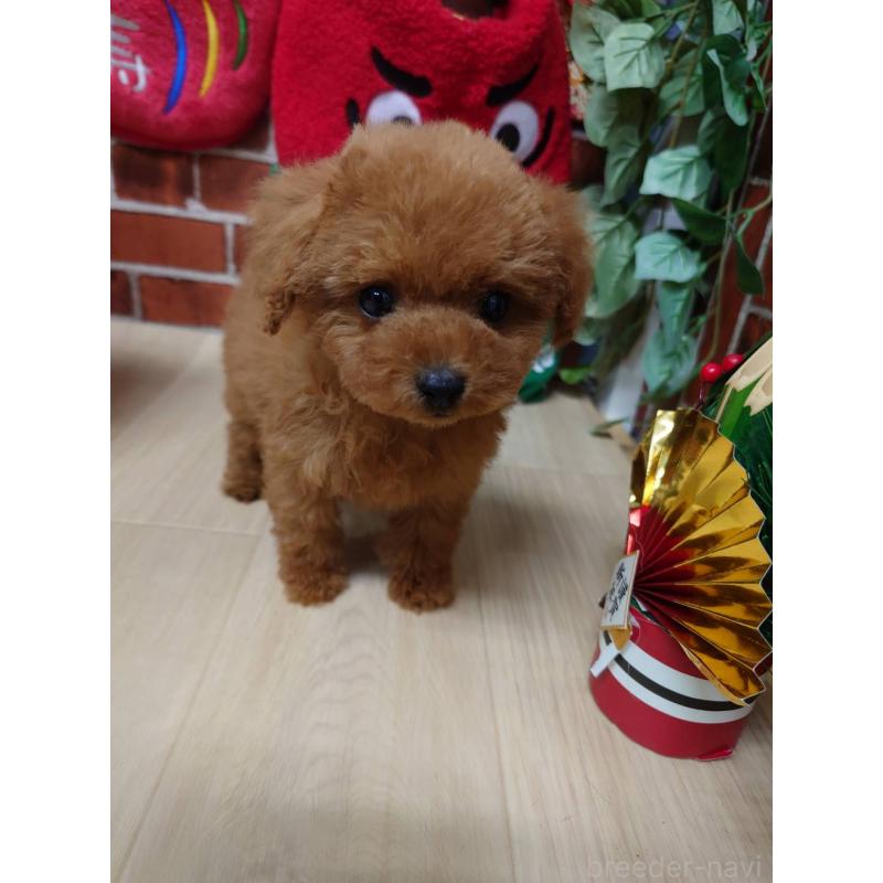 販売中の京都府のティーカッププードル-441813の6枚目