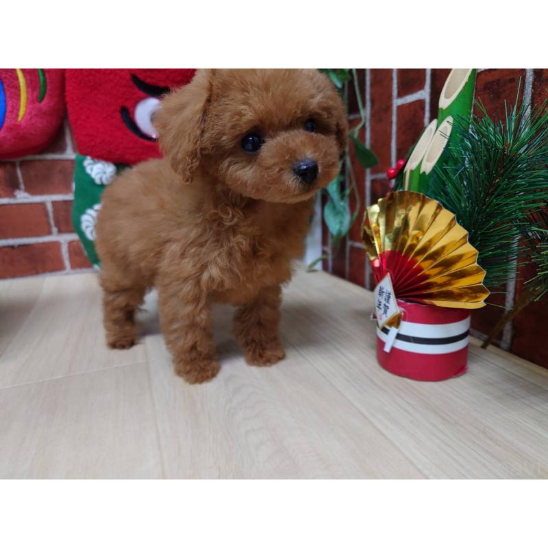 販売中の京都府のティーカッププードル-441813の5枚目