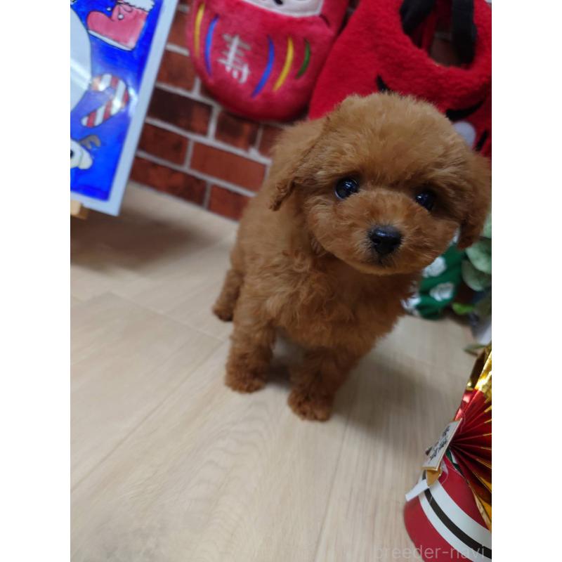 販売中の京都府のティーカッププードル-441813の4枚目