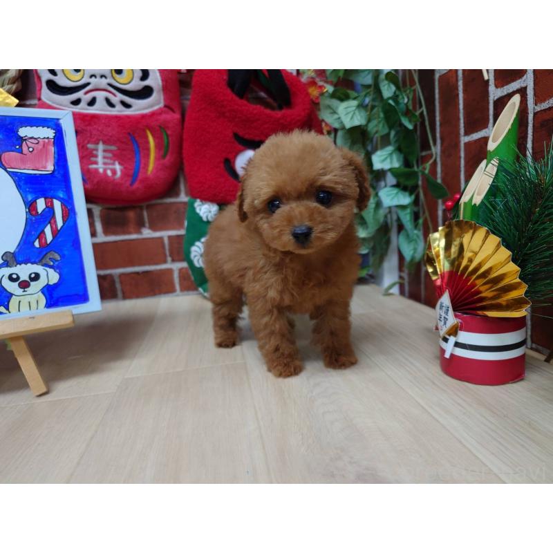 販売中の京都府のティーカッププードル-441813の3枚目