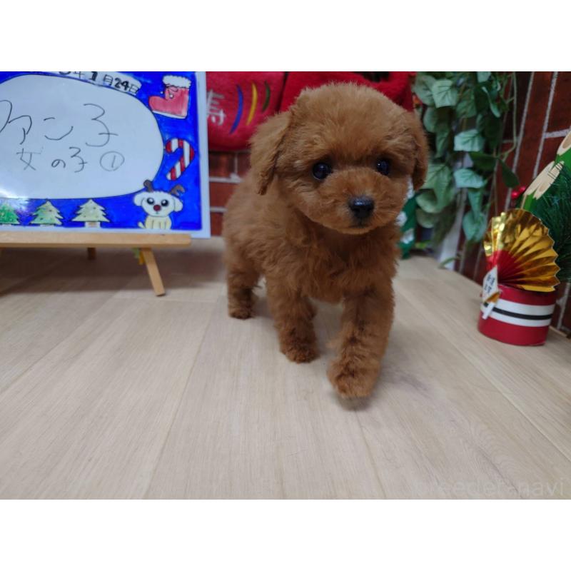 販売中の京都府のティーカッププードル-441813の2枚目