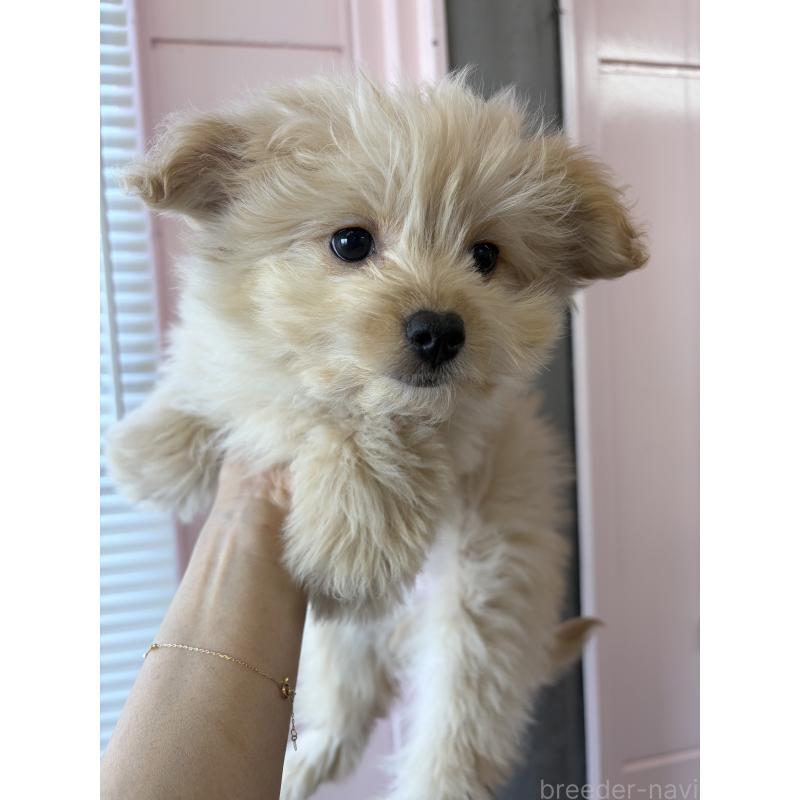 成約済の滋賀県のポメプー:ポメラニアン×トイプードル-432861の4枚目