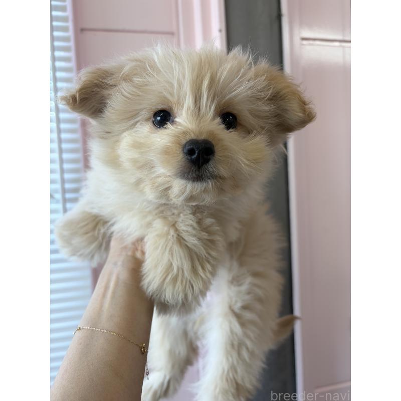 成約済の滋賀県のポメプー:ポメラニアン×トイプードル-432861の3枚目