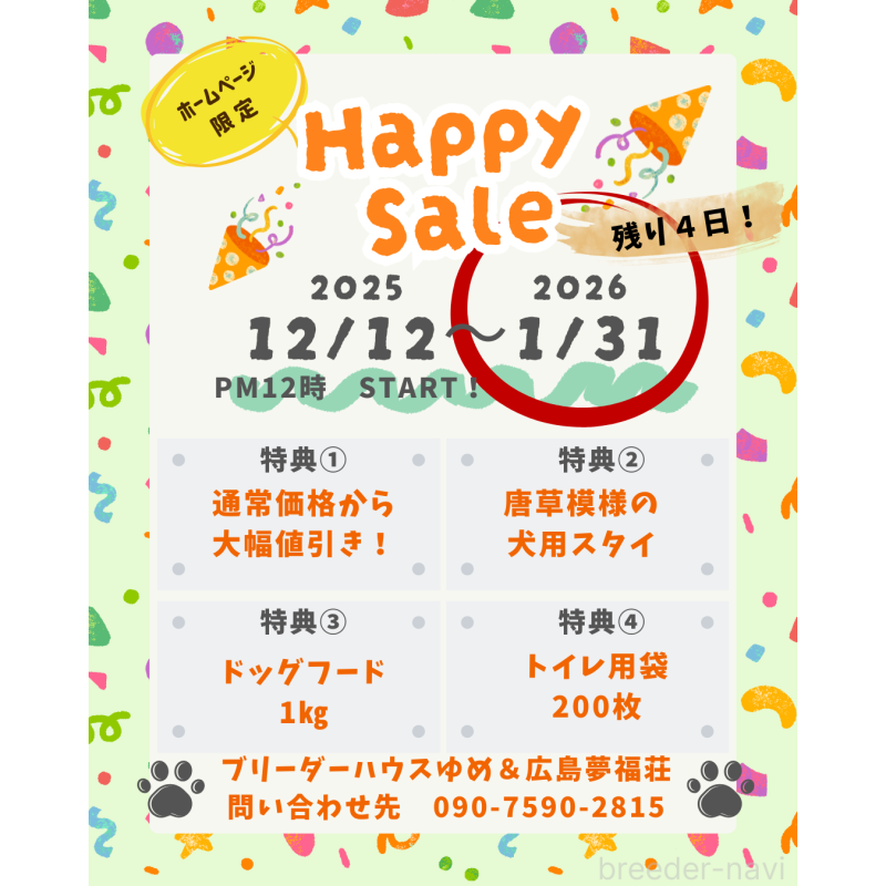 販売中の広島県の豆柴-432278の2枚目