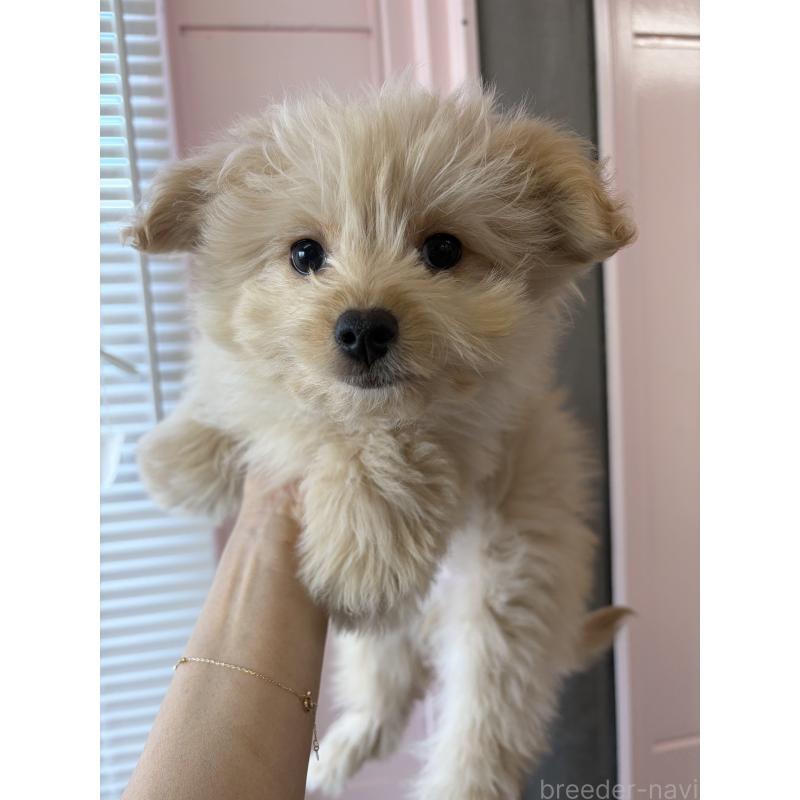 販売中の滋賀県のポメプー:ポメラニアン×トイプードル-432861