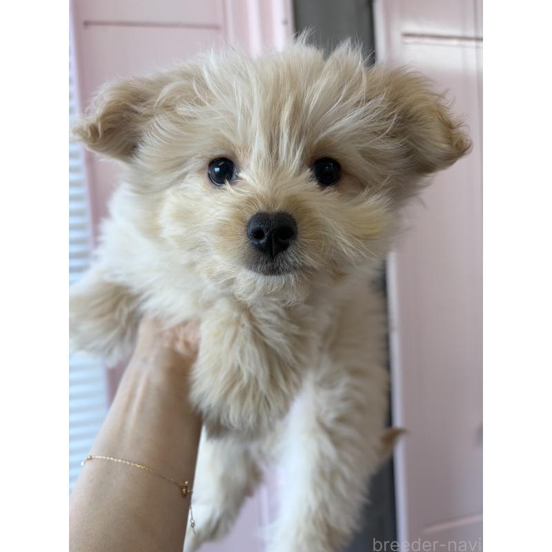 成約済の滋賀県のポメプー:ポメラニアン×トイプードル-432861の2枚目