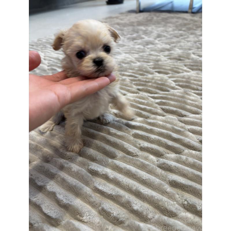 販売中の愛知県のマルプー:マルチーズ×トイプードル-441769の2枚目