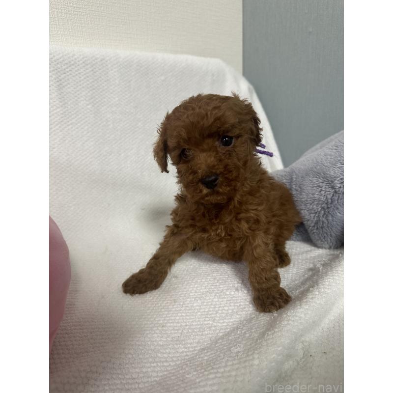 販売中の福岡県のトイプードル-441814の4枚目