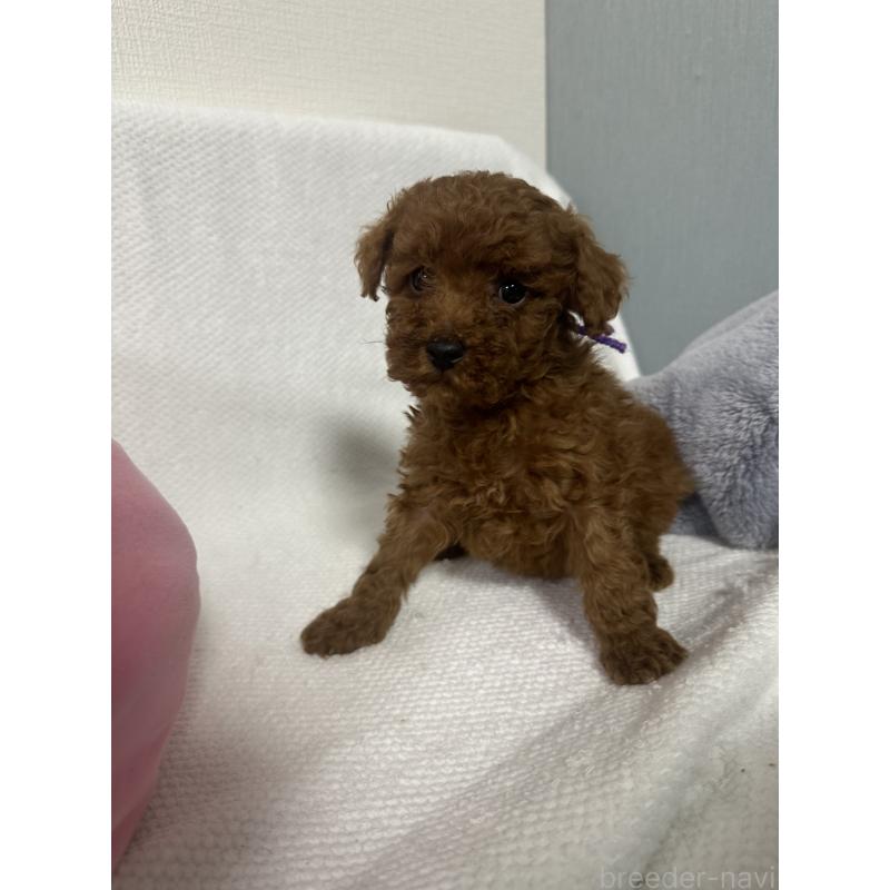 販売中の福岡県のトイプードル-441814の2枚目