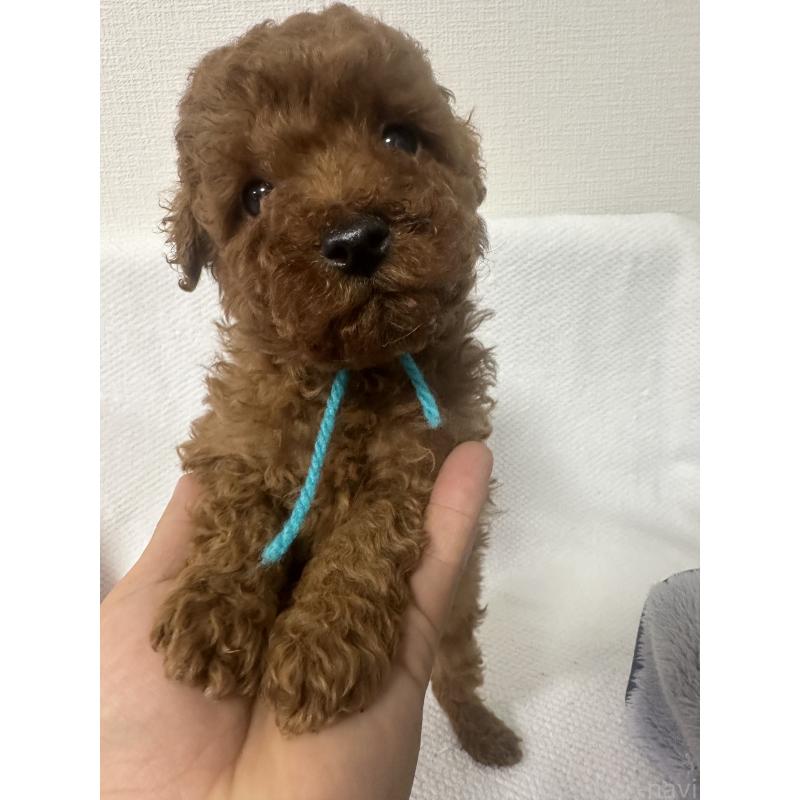 販売中の福岡県のトイプードル-441815の2枚目