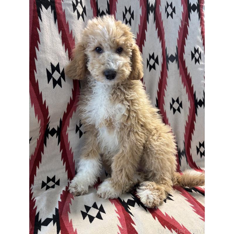 商談中の茨城県のバーニードゥードル:バーニーズ×スタンダードプードル-429163