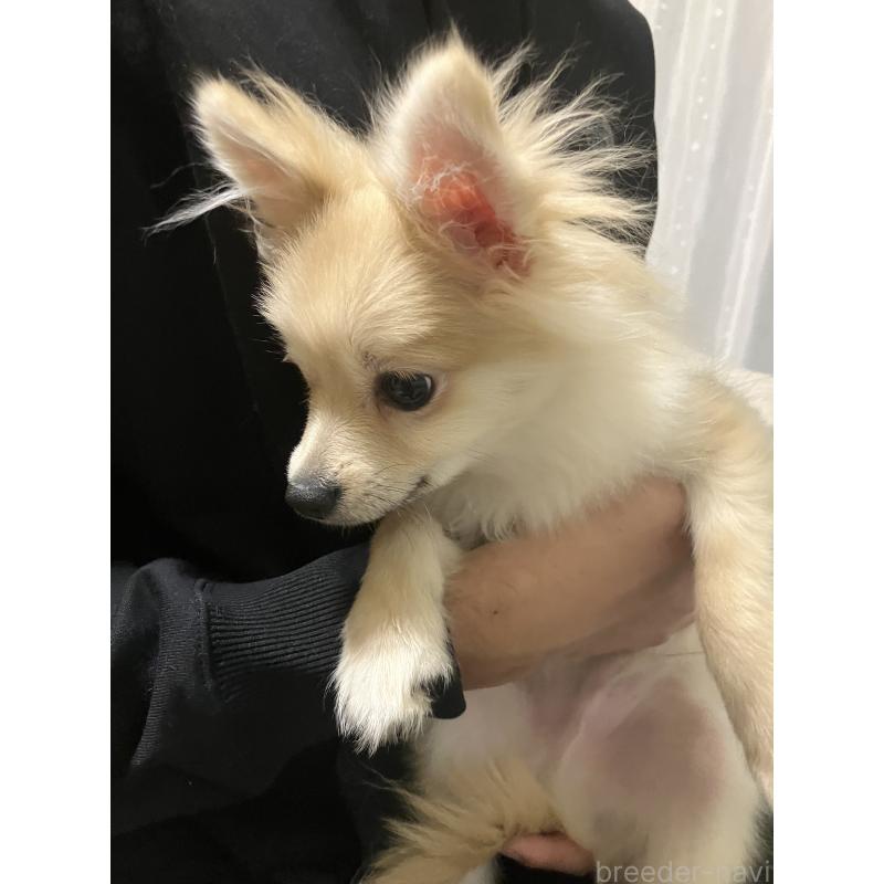 販売中の千葉県のポメラニアン-418203の2枚目