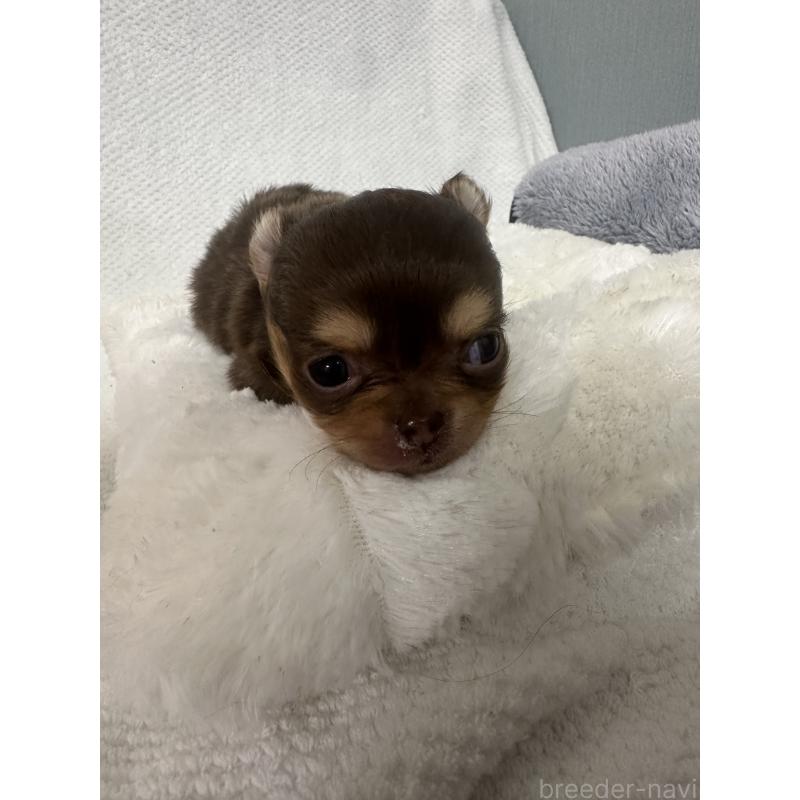 販売中の福岡県のチワワ(ロングコート)-441817の2枚目