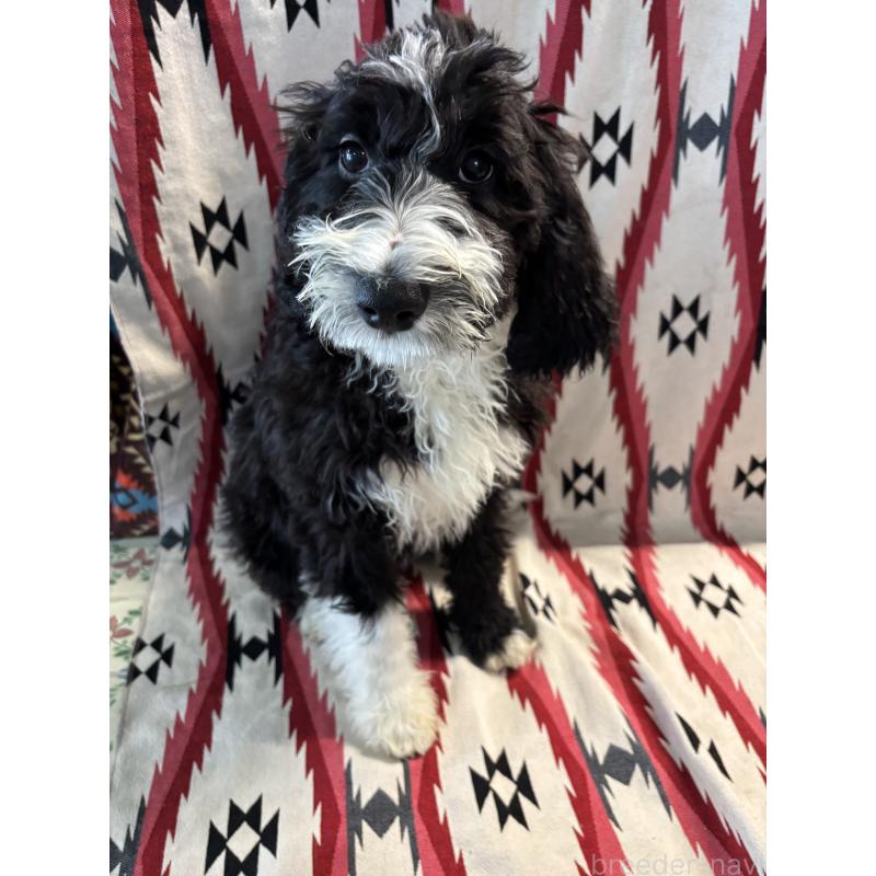 販売中の茨城県のバーニードゥードル:バーニーズ×スタンダードプードル-429165の2枚目