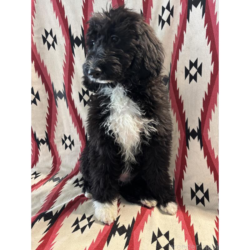 販売中の茨城県のバーニードゥードル:バーニーズ×スタンダードプードル-429156